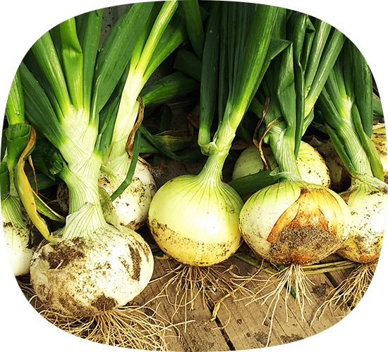 日照時間全国トップクラスの静岡県浜松市から 美味しいお野菜をお届けします！