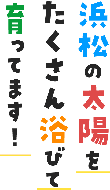 浜松の太陽を たくさん浴びて 育ってます！